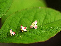 small business, small wonders