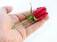 a hand with a rose