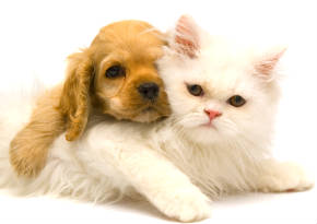 pet care business idea