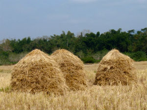 business blog in the haystack