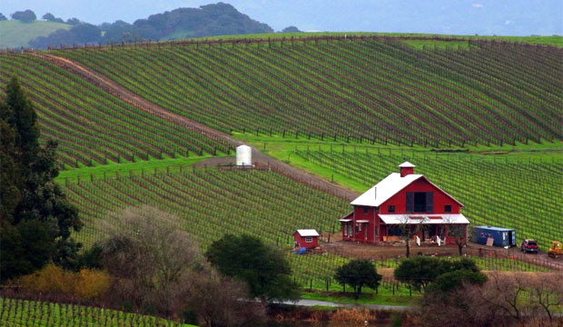 vineyard corporate event venue