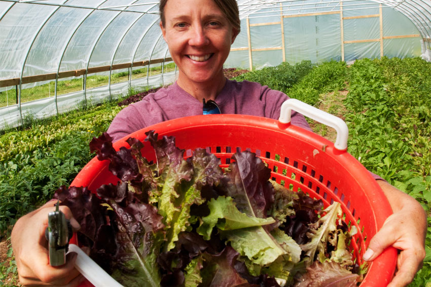 Reliable vegetable supplier