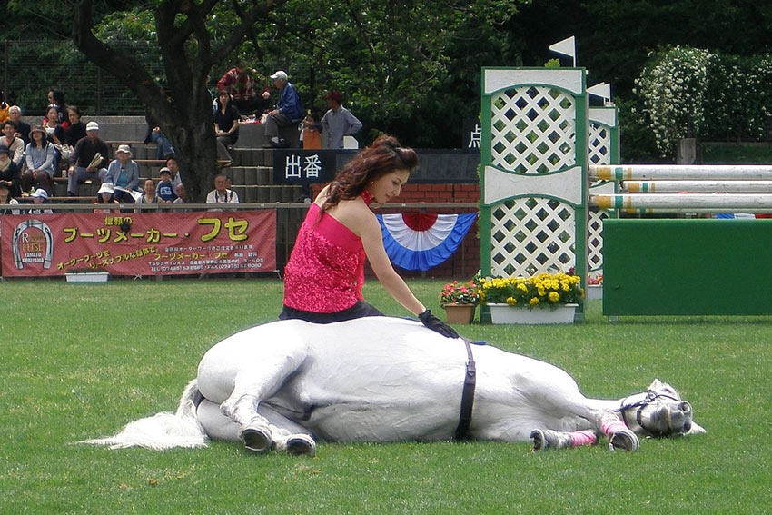 Horse whisperer on the job