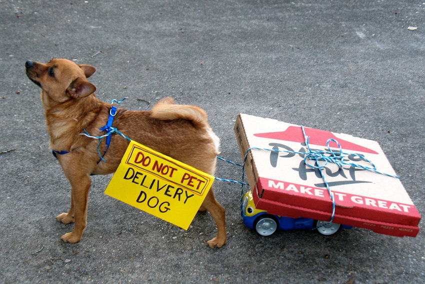 Pizza delivery dog