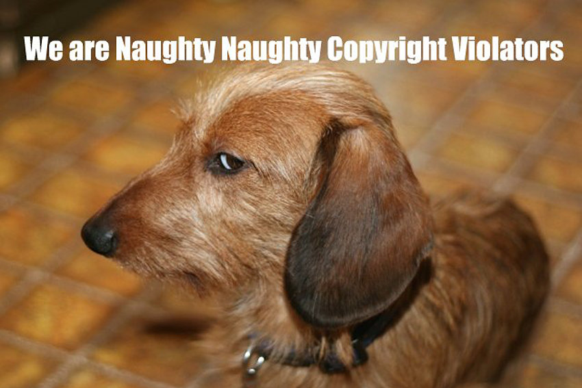 A dog is getting angry at naughty copyright violators