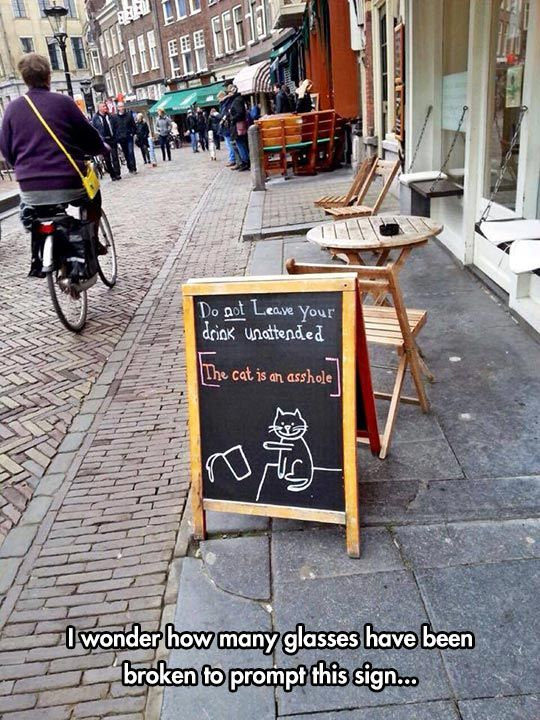 Funny bar sign - cat-related meme