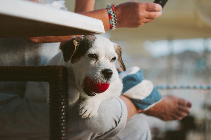 5 Ways to Make Money Playing with Dogs